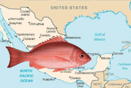 Mexican Cartel Profits from Illegal Red Snapper Fishing, Sparking Crackdown